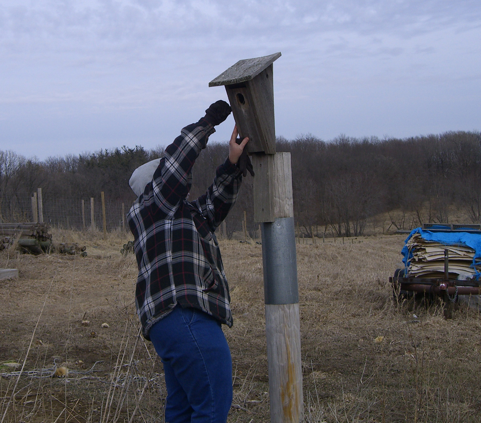 bluebird house cleaning web