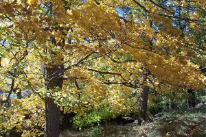 Jubilee Farm, Fall