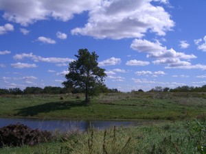 Jubilee Farm Scenery 