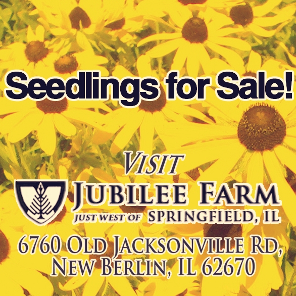 Seedlings_for_Sale_blackeyed_Susans_HT
